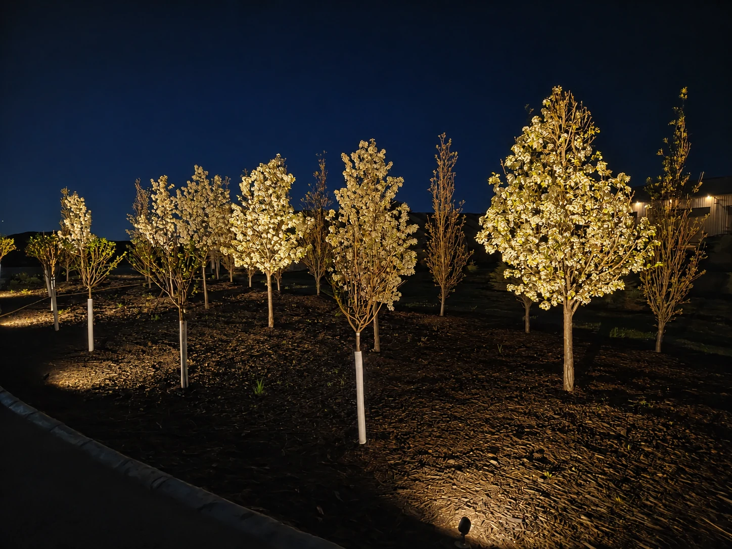 Flowering trees illuminated by warm landscape lighting at night