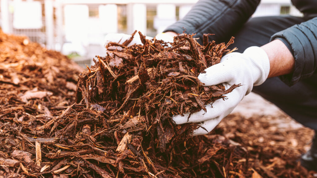 Brown landscape mulch held in gloved hands
